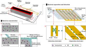 Rapid bacteria-detection platform based on magnetophoretic concentration, dielectrophoretic separation, and impedimetric detection